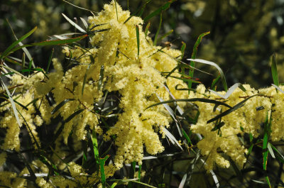 Acacia Floribunda  or Gossamer Wattle 
