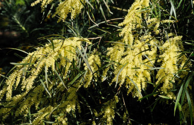 Acacia Floribunda or Gossamer Wattle 
