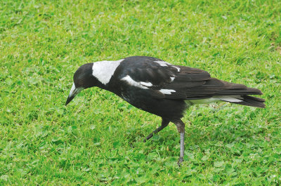 Magpie - Looking for worms - taken through the window.