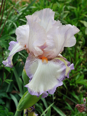 Frilly Iris