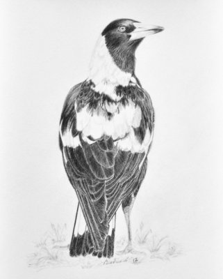 Magpie - Graphite and Nero pencils on Bristol Plate Smooth