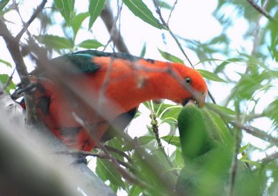Adult male King Parrot feeding a juvenile