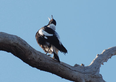 Magpie in full morning voice.