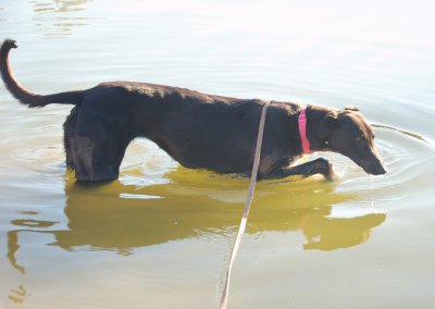 4 y.o. foster GreyhoundTess in the dam on a warm evening.