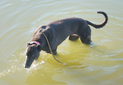 Tess taking a dip in the dam