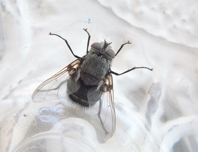 Blowfly in a jar