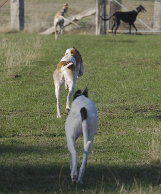 Unleash the Hounds!!!  I think I'm supposed to race to the gate. Hilary sedately bringing up the rear.