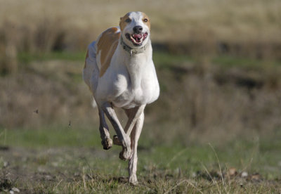 Bobby - First I run up the hill,  (Aerodynamically designed dog)