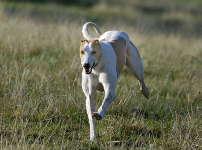 Bobby - then I run down the hill, putting the brakes on,