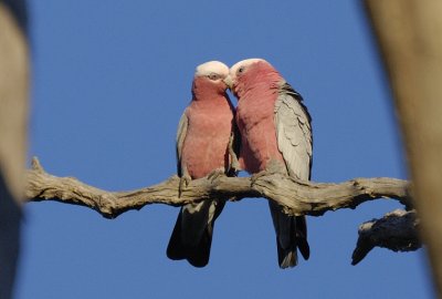 Galahs