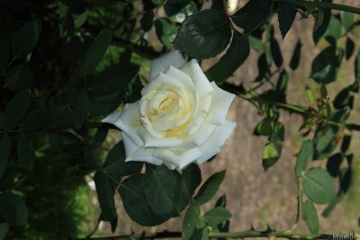 IMG_16905.JPG