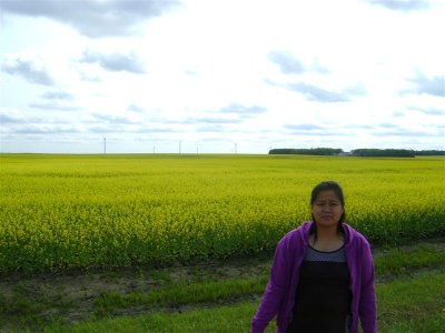 Cath Canola field background
