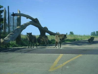 Wolves
