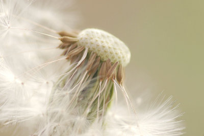 Dreamy Dandelions