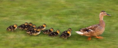 Duckling Pursuit