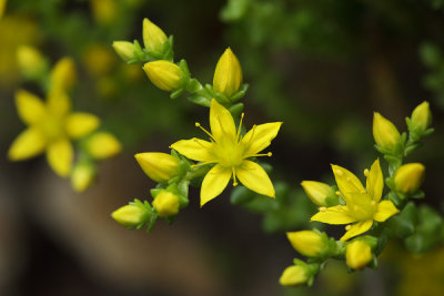 Biting Stonecrop/Sedum acre