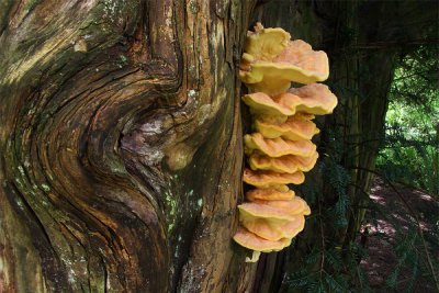Sulphur Polypore/Chicken of the Woods, Laetiporus sulphurous
