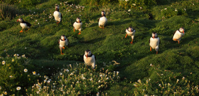 March of the Puffins
