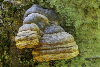 Horse's Hoof fungus/False Tinder fungus, Fomes fomentarius