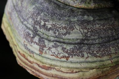 Hoof Fungus Detail