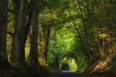 Walk the Woods, Gloucestershire