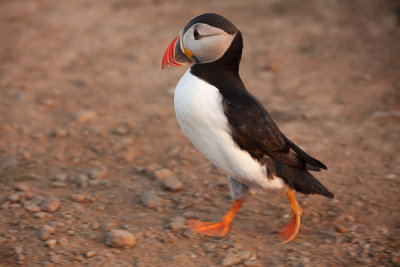 Puffin Trot