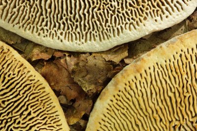 Maze Gill, Daedalea quercina