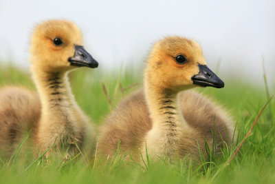 Cute Canadian Goslings