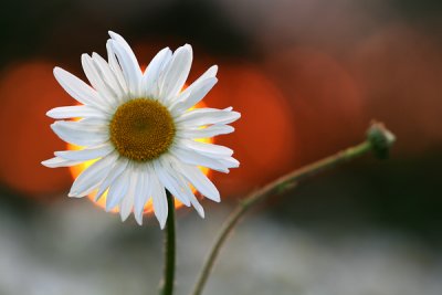 Ox-Eye Daisy Chrysanthemum leucanthemum