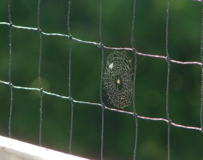 Spider Web in my Bird Netting