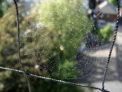 Spider Web Close Up
