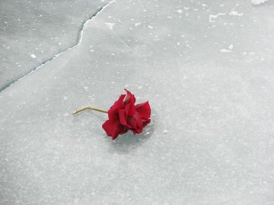 hm ... Rose Abandoned on the Ice