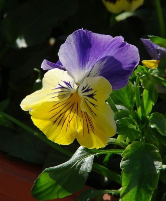 Pansy