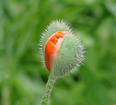 A Poppy-to-Be