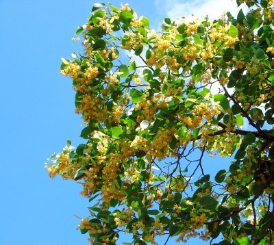 Linden Flowers