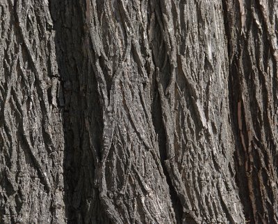 Tree Buddies