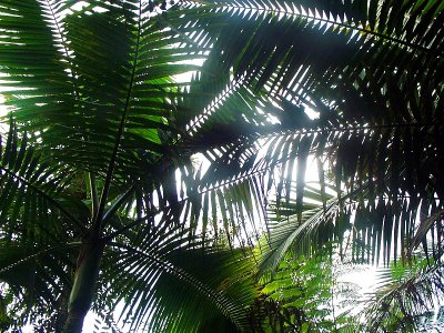 Palm Trees, Puerto Rico