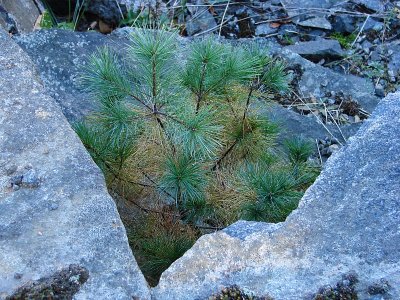 Pine Tree Growing in V-Shaped Nook of Rock