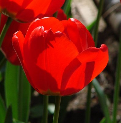 hm  ... Light shining through a tulip