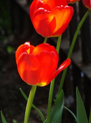 More tulips