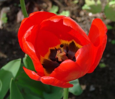 Looking into a tulip