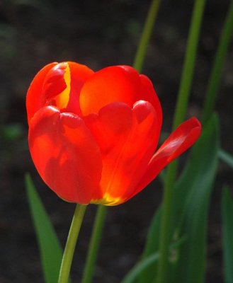Tulip closeup