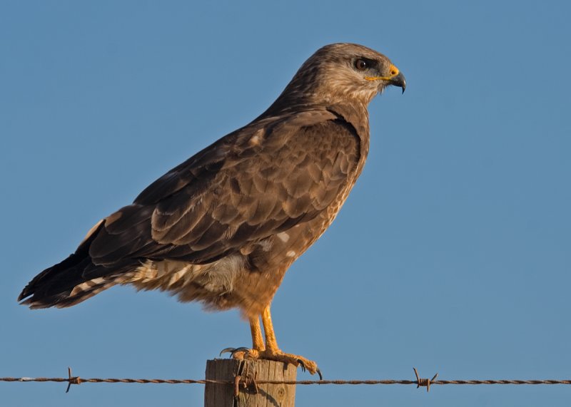 Steppe Buzzard (6144)