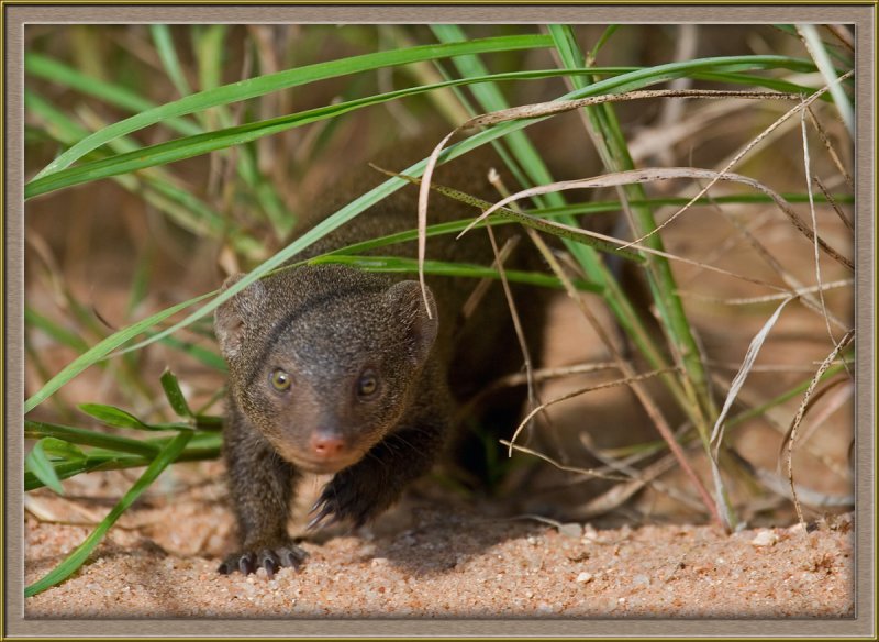 6237 Dwarf Mongoose
