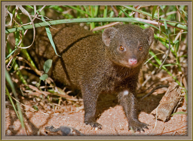 6241 Dwarf Mongoose