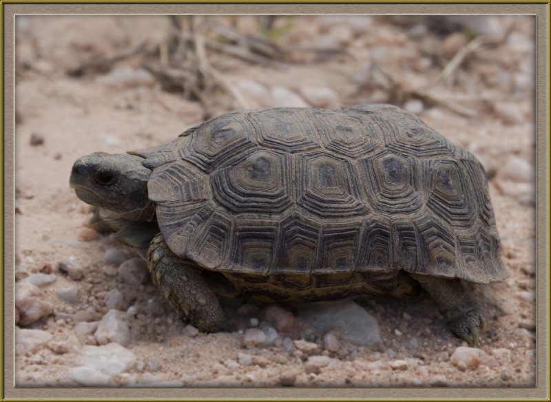 6249 Tortoise