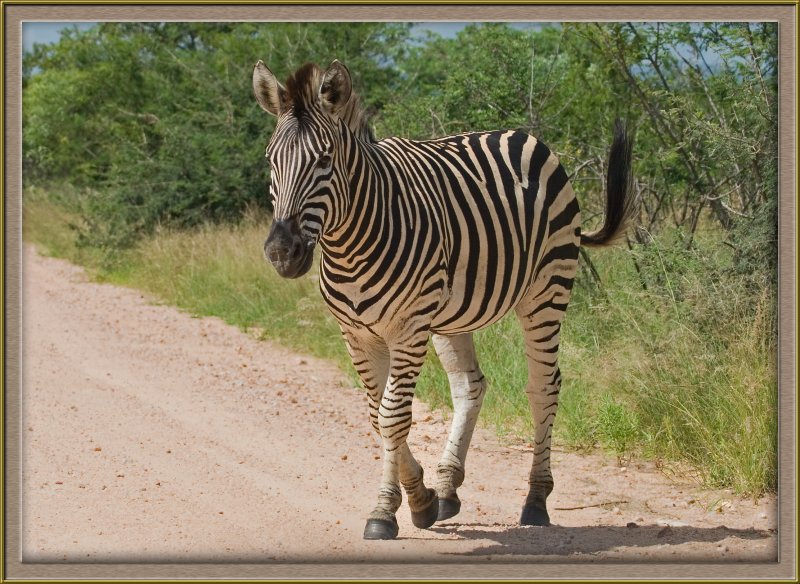 6254 Zebra