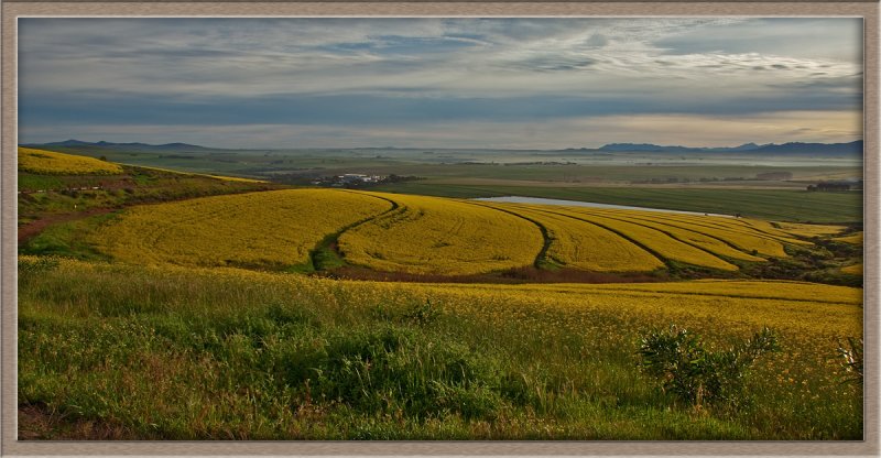 Canola fields outside Durbanville