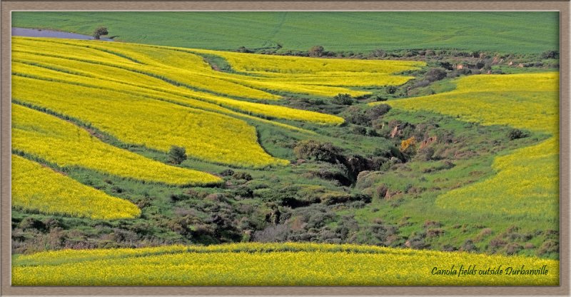 Canola fields outside Durbanville