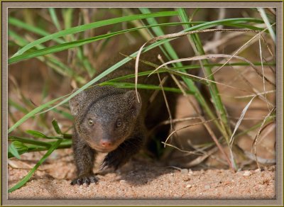 6237 Dwarf Mongoose